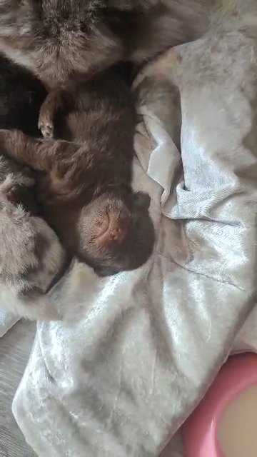 little Angels