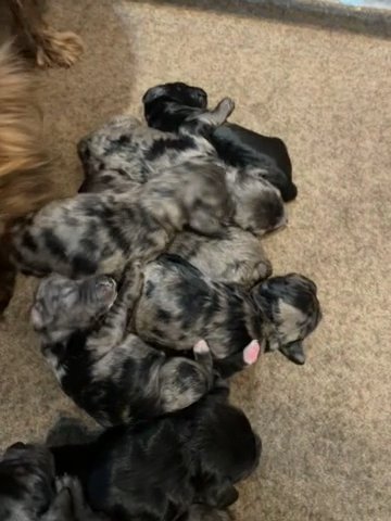 Merle Cockapoos #2 Left####