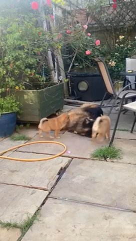Adorable 8 Week Old Shiba Inu Puppy