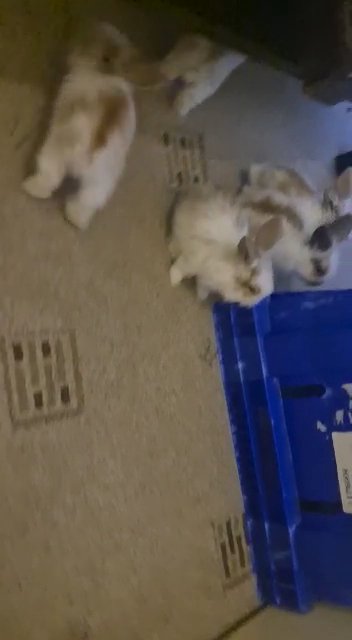 rabbits