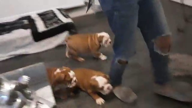 Stunning English Bulldogs Top Bloodlines
