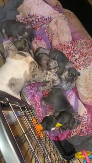 2 left - KC Reg Frenchies Blue Eyed Lilac & Tri