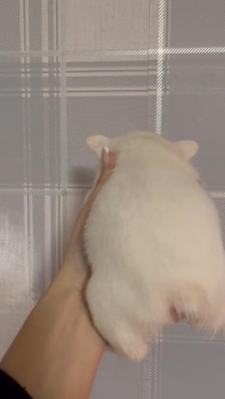 Visual Fluffy pink French Bulldogs