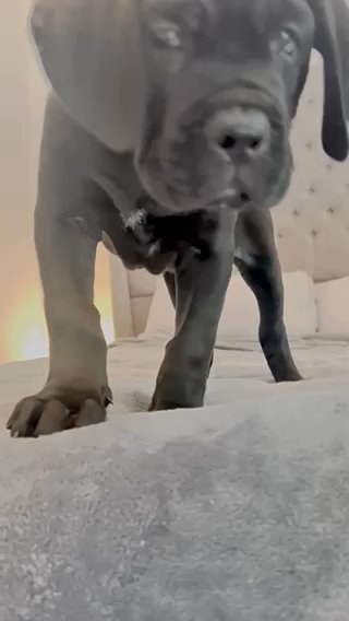 Cane Corso Top Quality