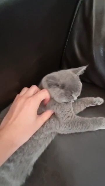 British shorthair registered kittens