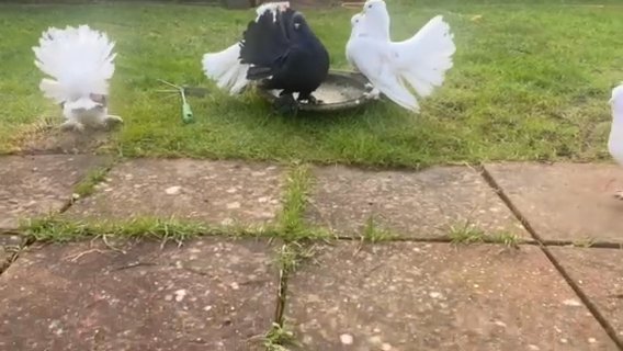 Indianfantail Pigeons For Sale