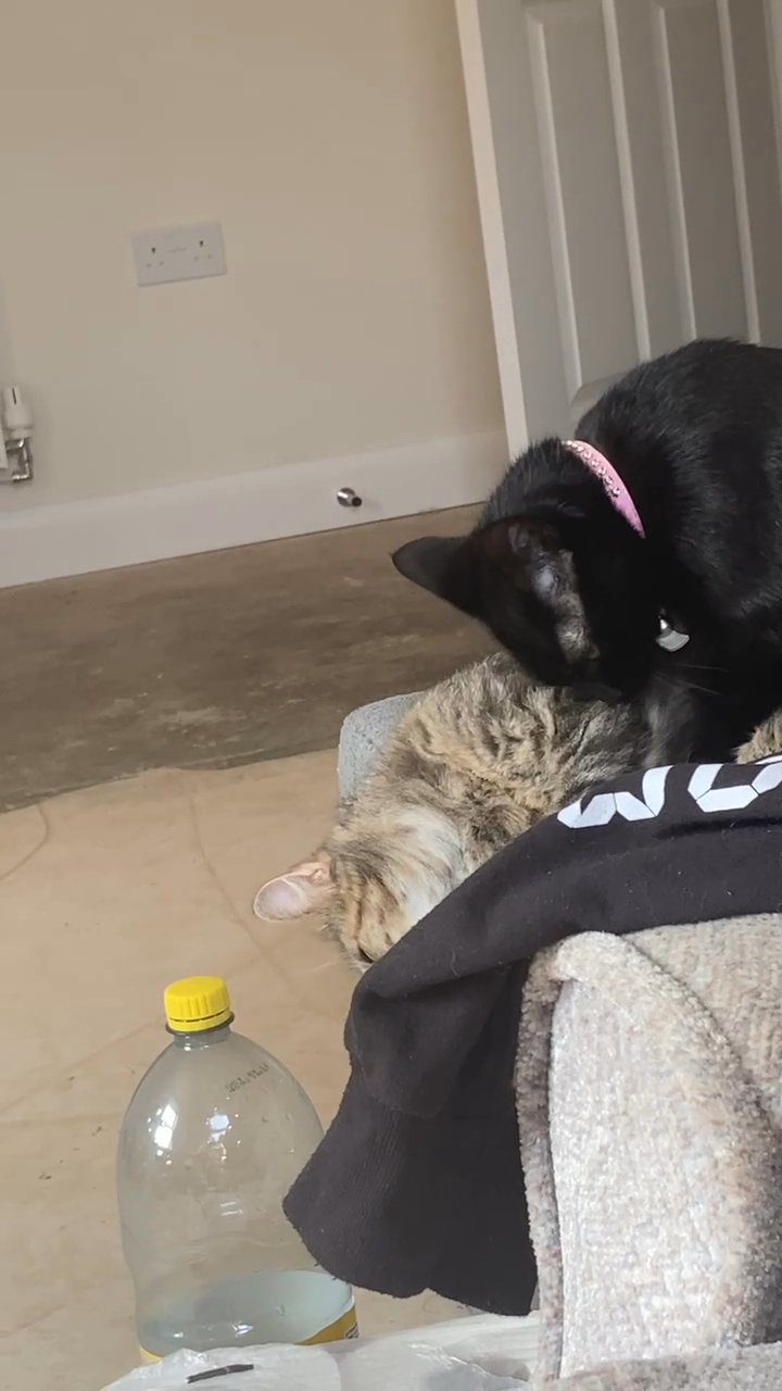 Black female cat