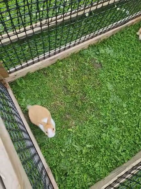 rabbits