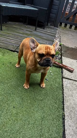 French Bull Dogs