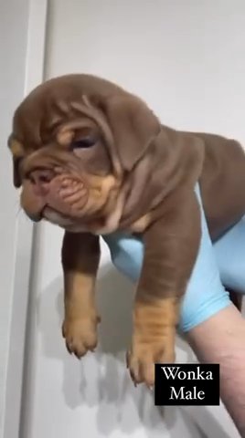 English Bulldog