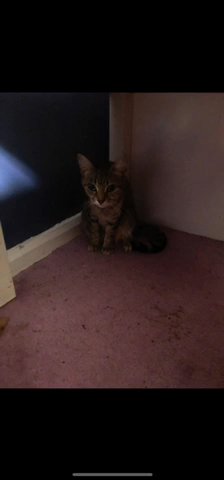 Tabby Cat