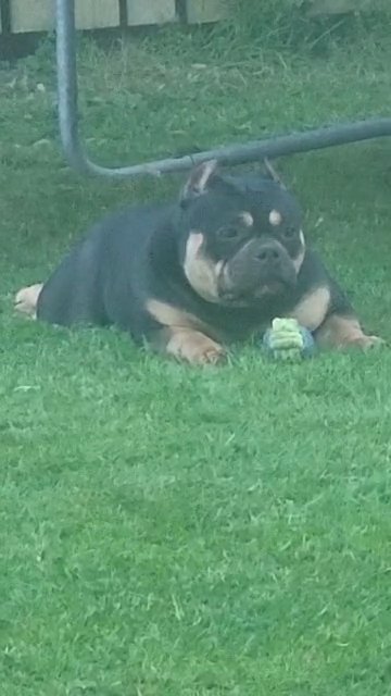 ABKC MICRO BULLY