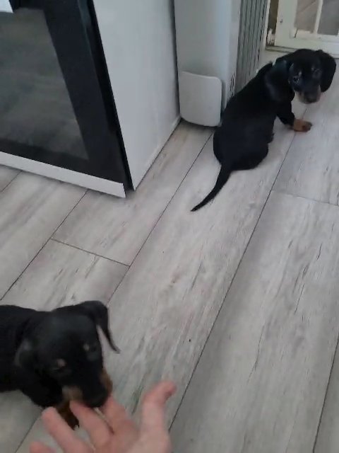 dachshund miniature puppies
