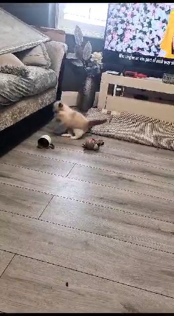 ragdoll kittens