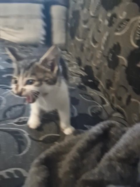 female kitten