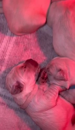 Golden Retriever Puppies Outstanding quality