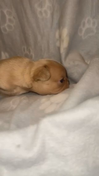Isabella And Tan Male Frenchie