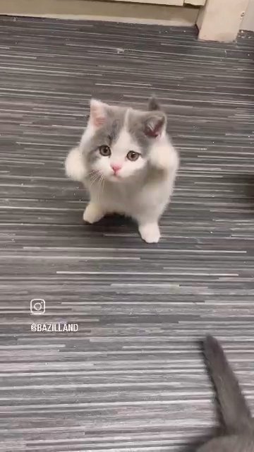 ALL KITTENS ARE SOLD ?