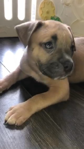 blue fawn female