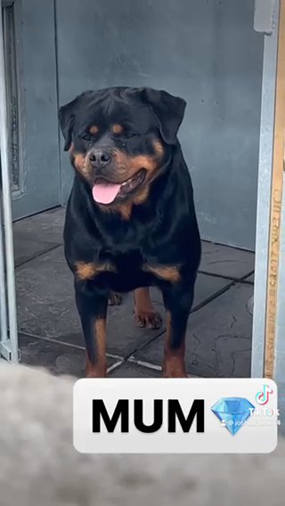Rottweilers Puppies?