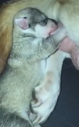 Husky Puppies