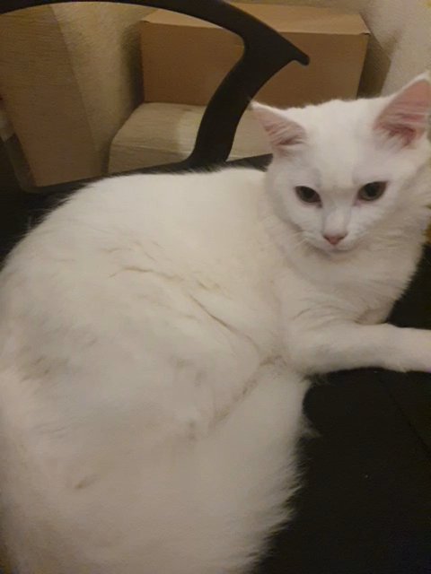 Beautiful 7-month-old Cat Angora Turkish