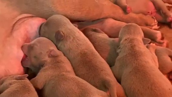 AMERICAN POCKET BULLY PUPS ABKC REGISTERED