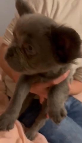 FLUFFY FRENCHIE AND TAN BOY DWKC REG