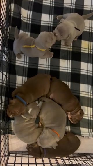 Micro Exotic Bullies