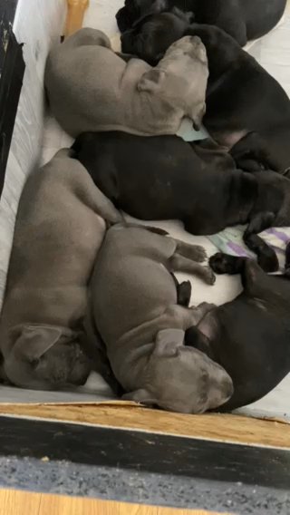 Staffordshire Bull Terrier Puppies