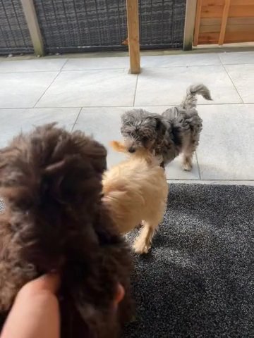 Beautiful Yorkiepoo’s For Sale
