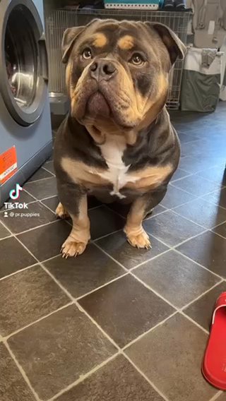 Mclovin SON Proven Pocket Bully STUD