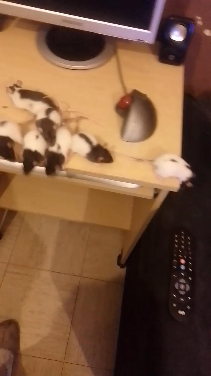 female rats