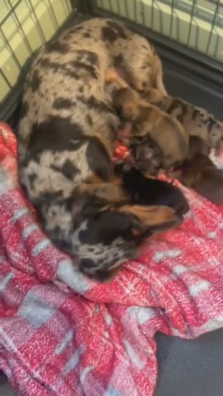 5 Beautiful Miniature Dachshund