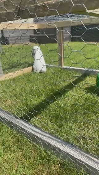 Mini Lop Bunny