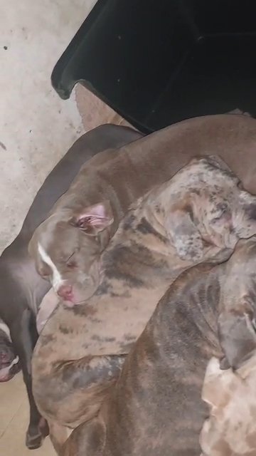 canecorso mastino puppies
