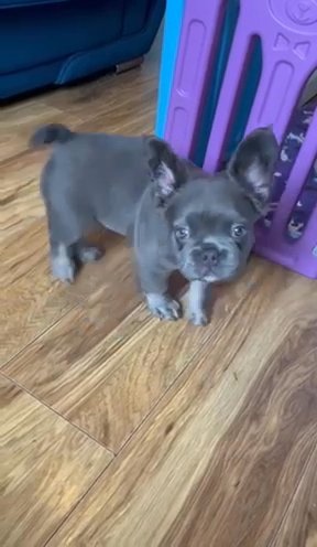 French Bulldogs