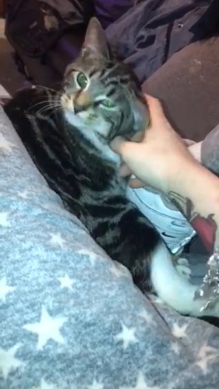 kitten for sale