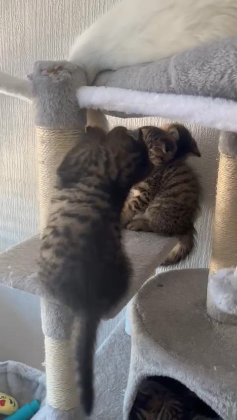 scottish fold & British shorthair