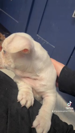 Lilac Platinum French Bulldog