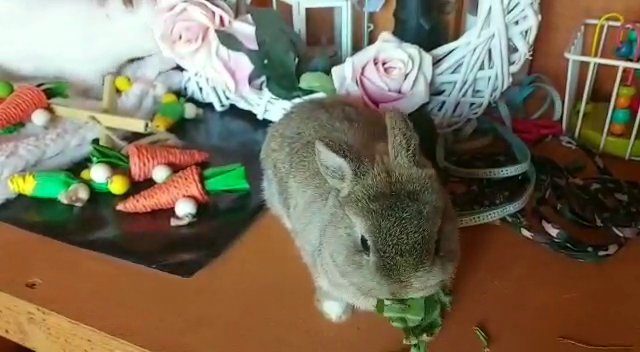 2 gorgeous Netherland dwarf bunnies