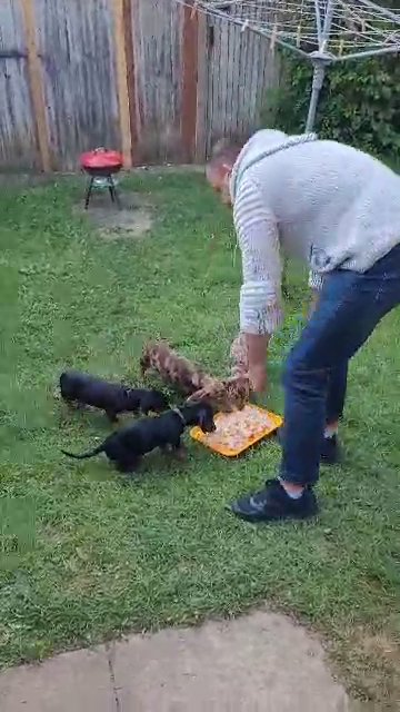 Dachshunds miniature