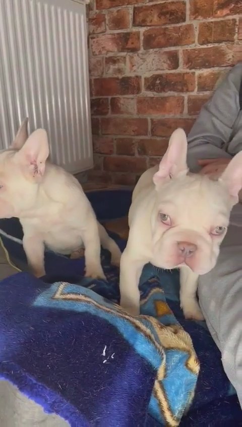 big rope french bulldogs