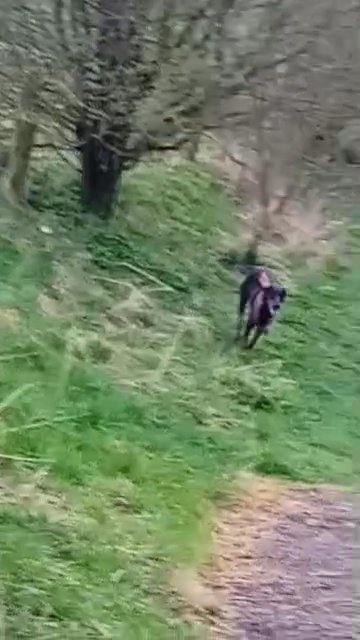 Doberman pinscher