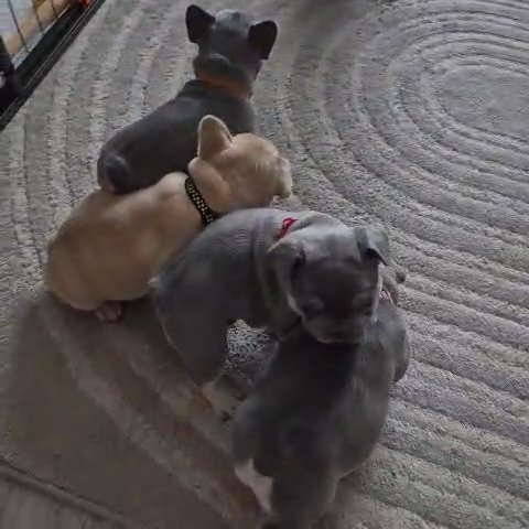 ?Last Boy Left!!! KC FRENCHIE PUPPIES ?