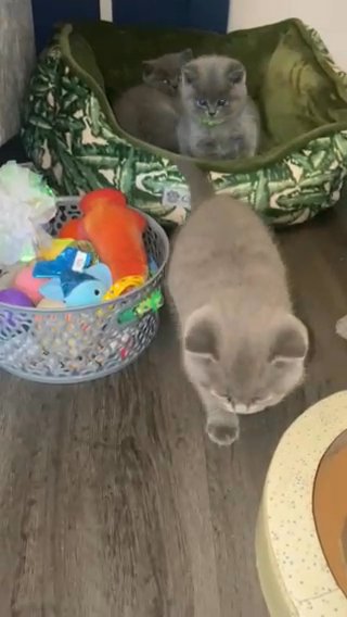GCCf British shorthair kitten