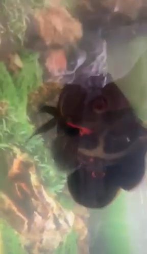 Oscar Fish For Sale