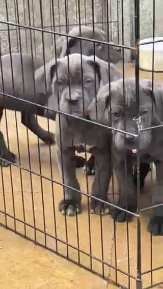 Cane Corso Pups