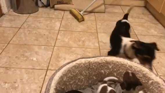 Jack Russell Puppies