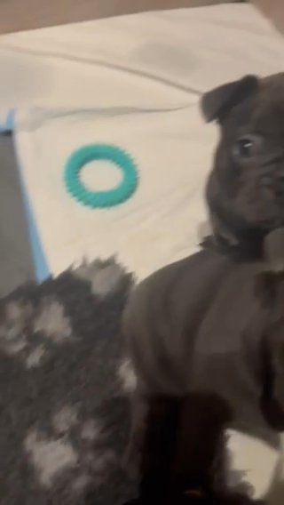 French Bulldog Puppies All Carrying The New Shade Isabella